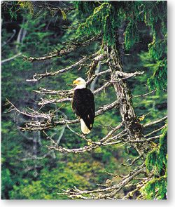 birding -eagles can be easily spotted perching nearby