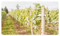 40 Knots Winery Comox