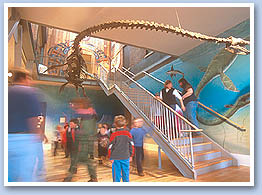 elasmosaur at Courtenay museum