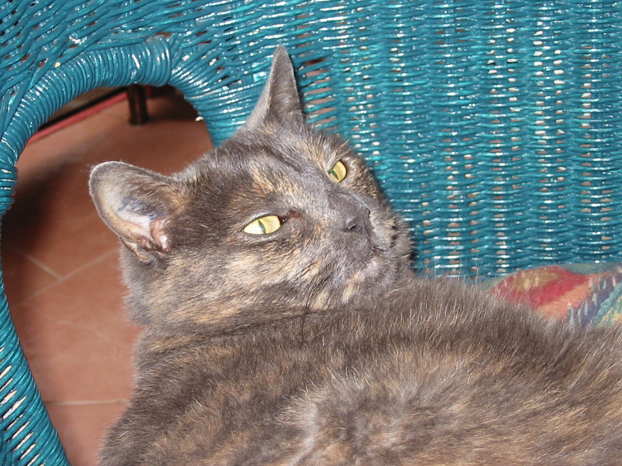 pets in residence - Buffy