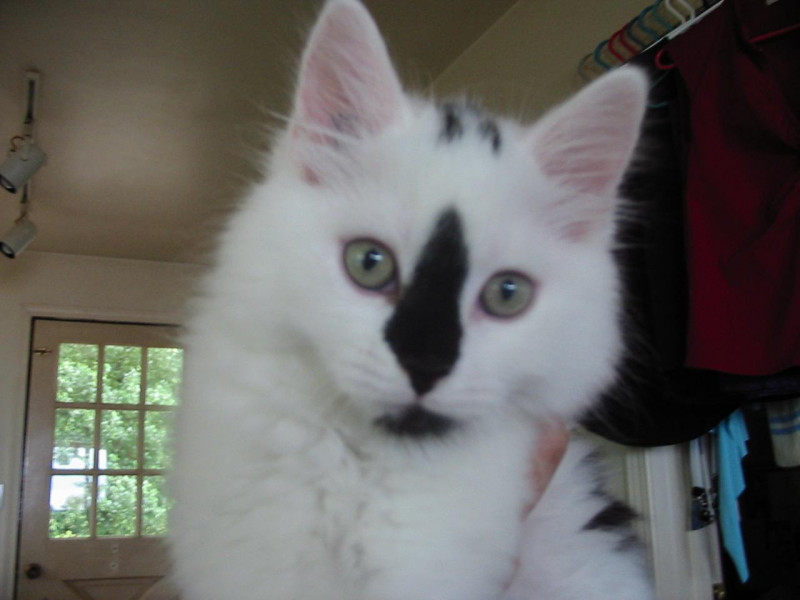 pets in residence at our bed and breakfast - Scotty