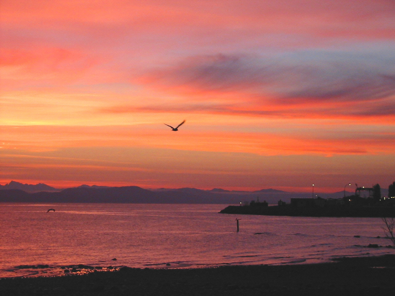 bird flies at sunrise