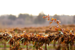 Coastal Black winery Black Creek